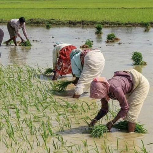 Agriculture and Farmers of Bengal -part I