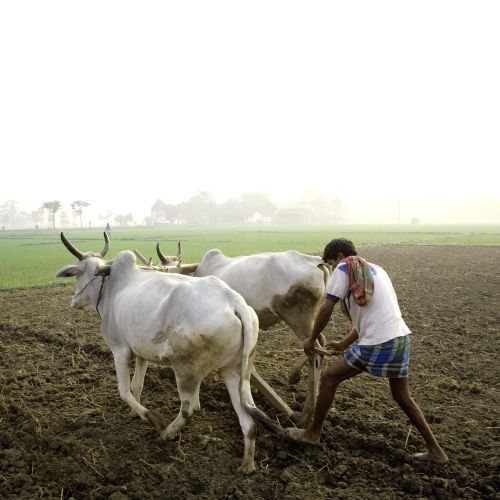 agriculture in the age of inequality